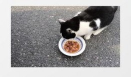 猫咪爆料视频素材下载大全