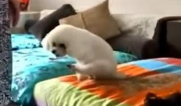 爆料沙发搞笑视频大全下载