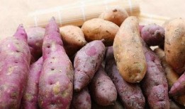 薯匠红薯爆料视频,揭秘红薯种植与加工全过程