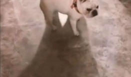 爆料狗子模仿的视频,揭秘萌宠模仿视频背后的搞笑瞬间