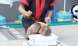 猴子表演杂技在线观看视频,在线观看猴子表演杂技的精彩瞬间