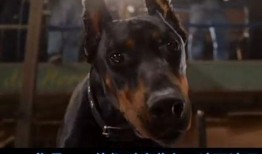 比弗利拜金狗在线观看,奢华都市的疯狂冒险