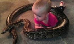 蛇的视频全集在线观看,视频全集深度解析