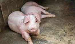 甘肃猪瘟最新爆料,防控措施升级，养殖户忧心忡忡