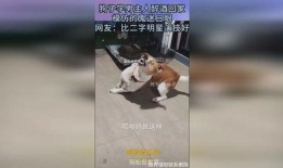 爆料狗子模仿的视频,揭秘萌宠模仿视频背后的搞笑瞬间