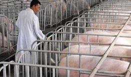 网友爆料猪场视频大全,网友爆料揭示养殖行业真实一面