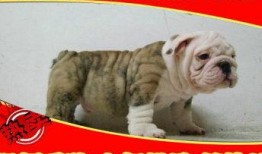 武汉法斗最新爆料