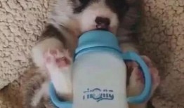 小狗奶瓶在线观看,温馨治愈的宠物成长记