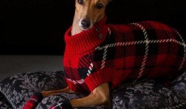 爆料狗子模仿的视频,揭秘萌宠模仿视频背后的搞笑瞬间