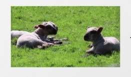 小羊最新爆料视频大全下载,揭秘幕后真相，精彩瞬间大盘点