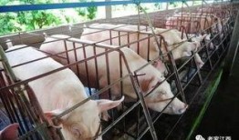 网友爆料猪场视频大全,网友爆料揭示养殖行业真实一面