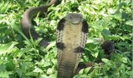 蛇的视频全集在线观看,视频全集深度解析