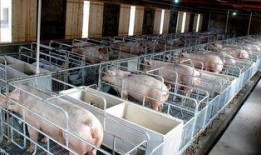 网友爆料猪场视频大全,网友爆料揭示养殖行业真实一面