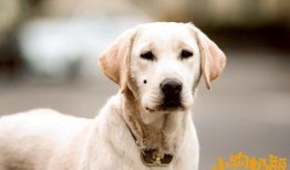 小狗奶瓶在线观看,温馨治愈的宠物成长记