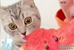 猫咪在线免费吃瓜,在线免费畅享萌宠趣味时光