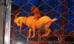 猴子表演杂技在线观看视频,在线观看猴子表演杂技的精彩瞬间