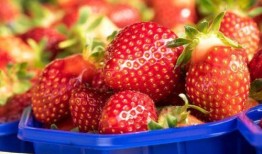 最新爆料草莓图片大全集,最新爆料草莓图片大全集惊艳呈现