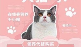 猫咪爆料视频素材下载大全