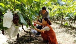 竹山农香最新爆料,带你走进神秘农产品世界