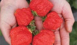 草莓热点爆料怎么做的视频,轻松上手，打造吸睛短视频