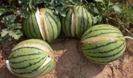 吃瓜网 - 免费吃瓜 黑料不详,免费吃瓜，黑料详情尽在其中