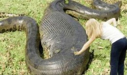 蛇的视频全集在线观看,视频全集深度解析