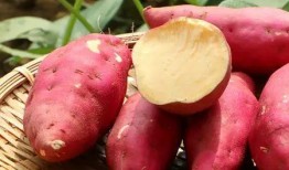 薯匠红薯爆料视频,揭秘红薯种植与加工全过程